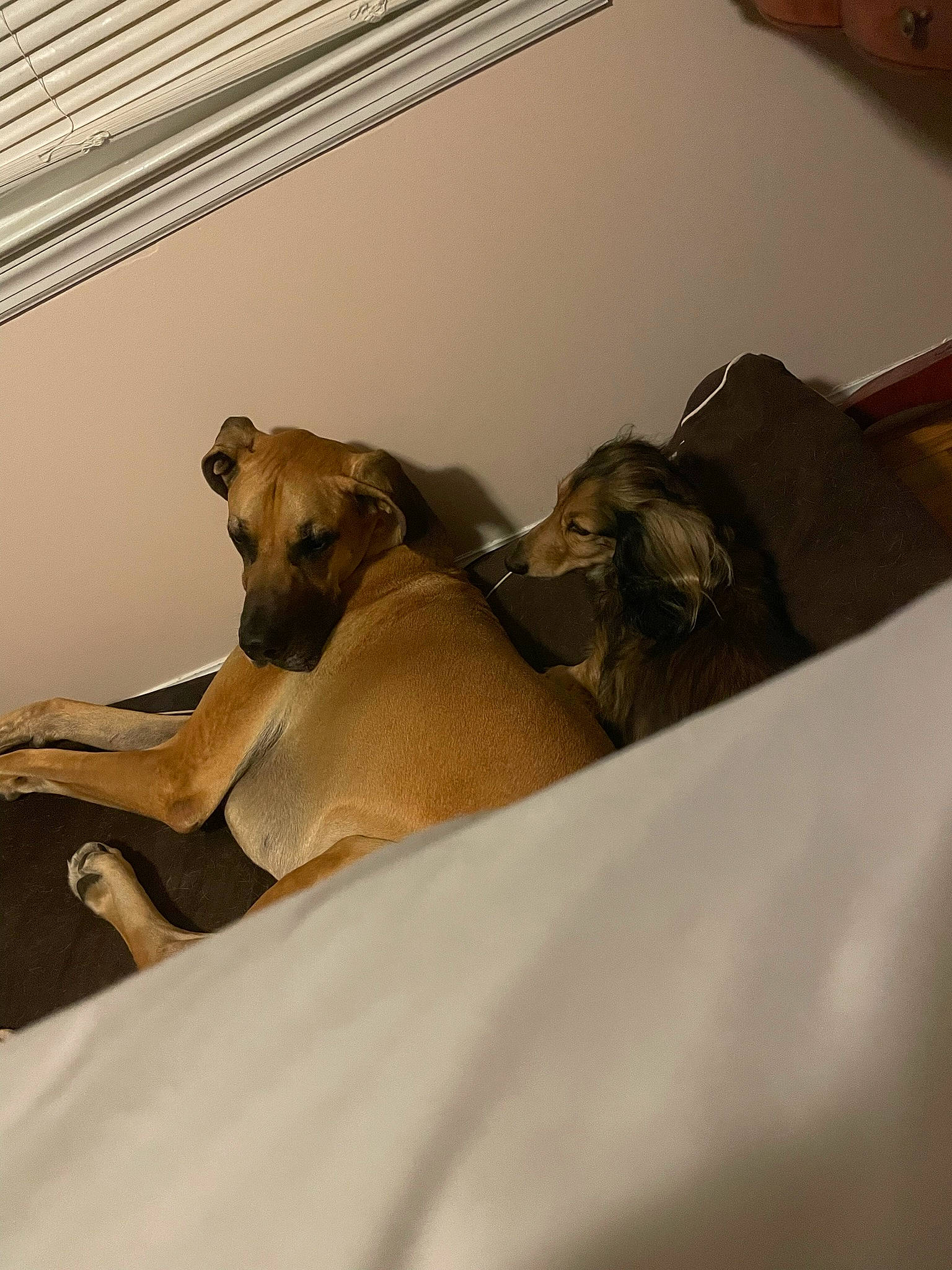 Ez joined the competition — help win amazing prizes! bedding, canidae, carnivore, ceiling, comfort, companion_dog, dog, dog_breed, fawn, felidae, flooring, hardwood, linens, room, shadow, sporting_group, tail, terrestrial_animal, wood, working_animal