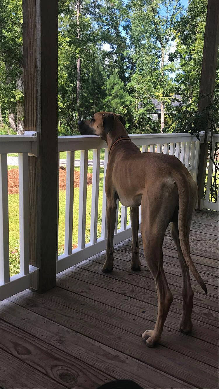 Ez is registered to the contest to win money with this photo: canidae, carnivore, companion_dog, dog, dog_breed, dog_supply, fawn, fence, hardwood, home_door, liver, shade, sighthound, snout, tail, terrestrial_animal, tree, wood, wood_stain, working_animal
