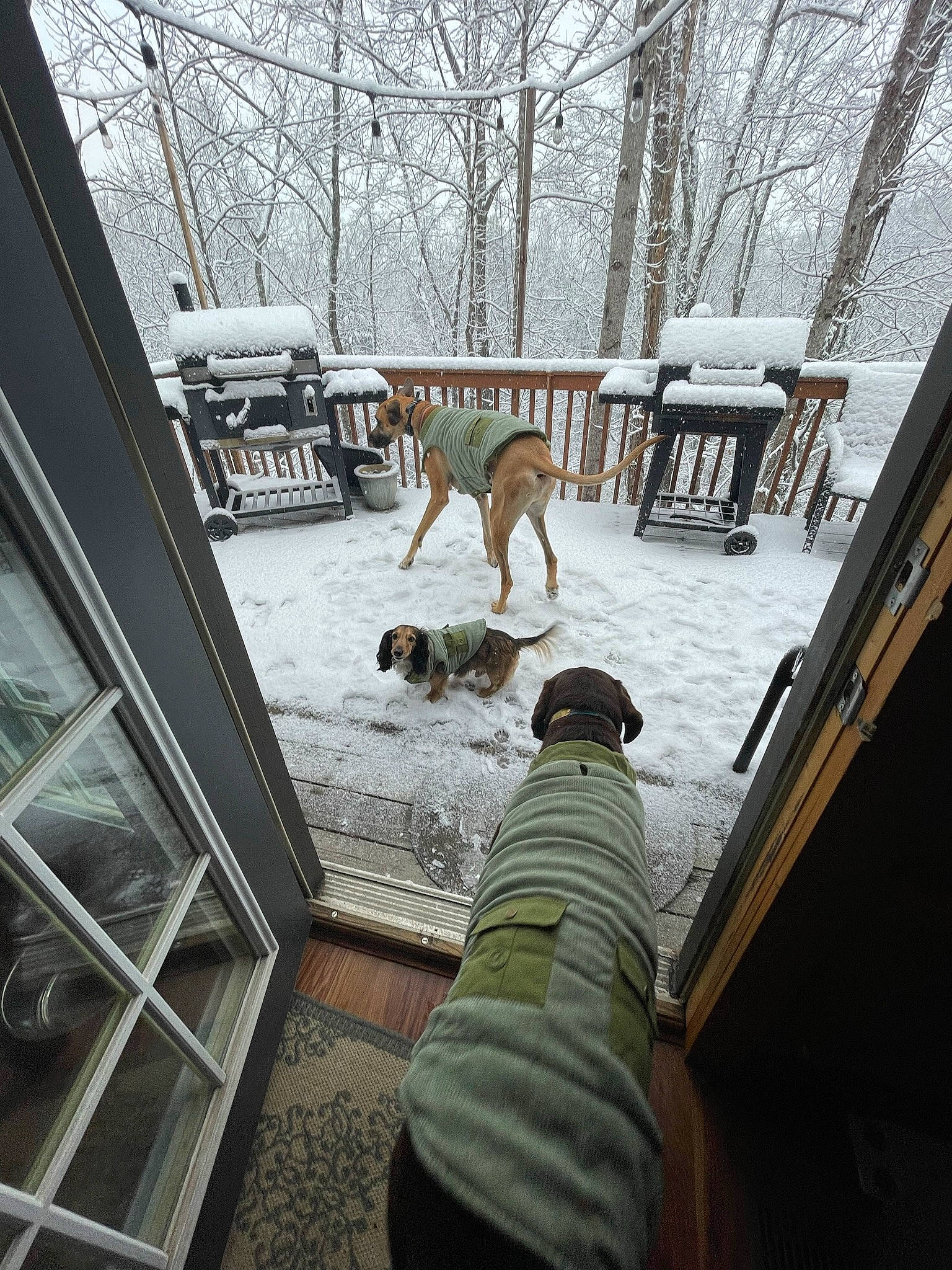 Ez joined the competition — help win amazing prizes! building, carnivore, deck, dog, dog_breed, fawn, fence, freezing, handrail, hardwood, house, roof, snout, snow, sporting_group, tail, tree, window, winter, wood