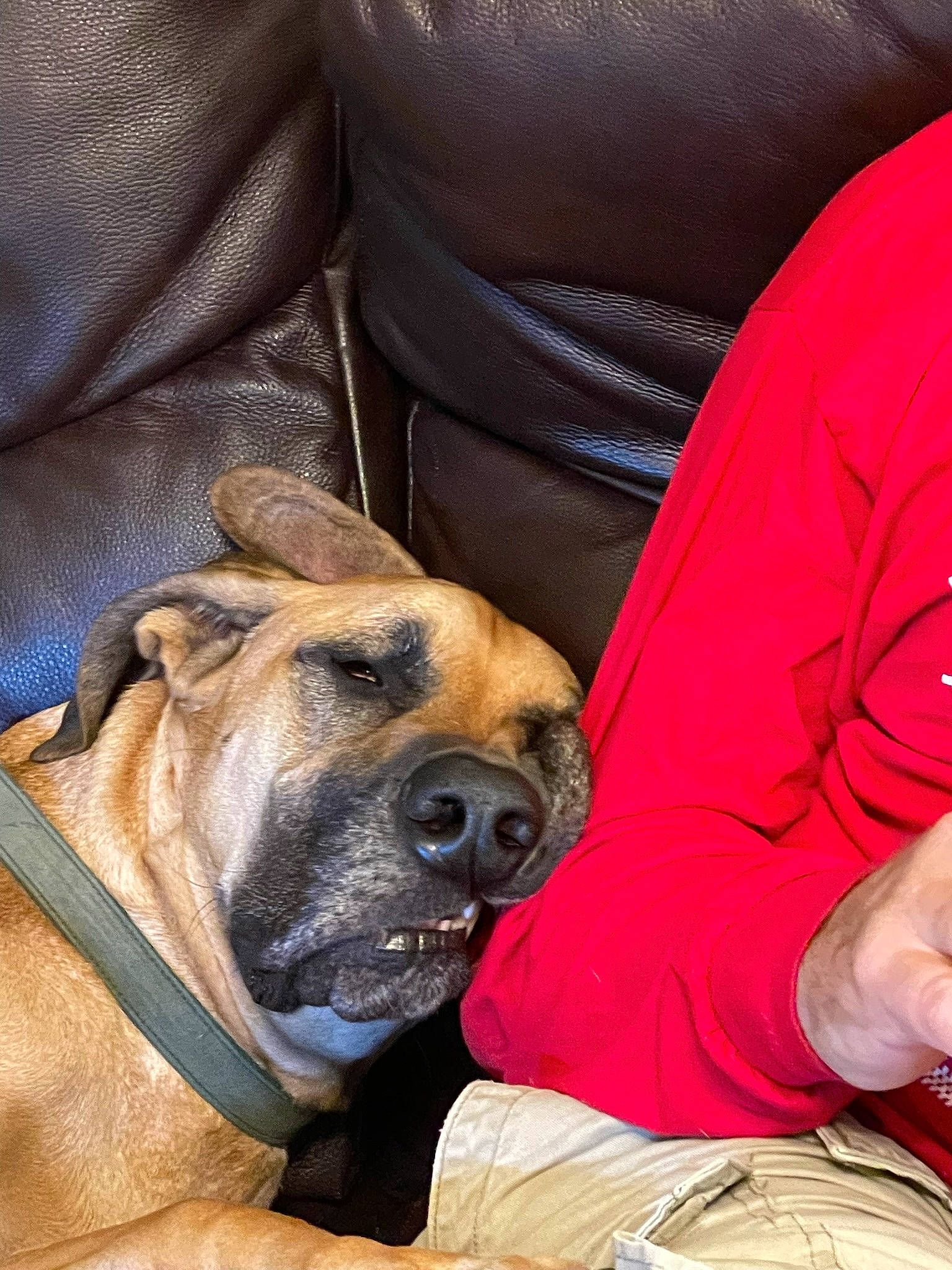 Ez is registered to the contest to win money with this photo: ancient_dog_breeds, canidae, carnivore, collar, comfort, companion_dog, dog, dog_breed, dog_collar, fawn, fur, guard_dog, molosser, non_sporting_group, snout, sporting_group, whiskers, working_animal, working_dog, wrinkle