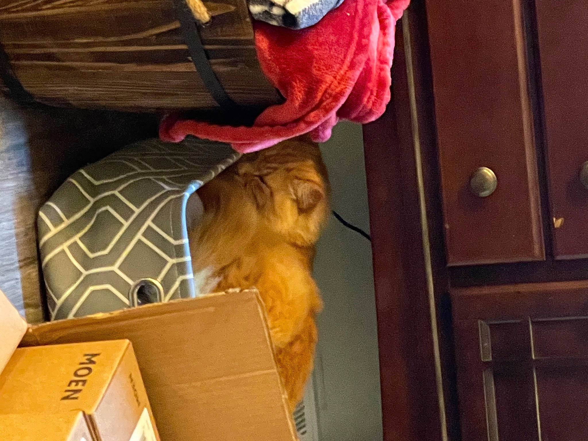 Iggy is registered to the contest to win money with this photo: art, box, cardboard, carton, door, door_handle, felidae, fur, hat, human_leg, metal, package_delivery, packaging_and_labeling, packing_materials, paper_product, peach, room, shipping_box, wood, wood_stain