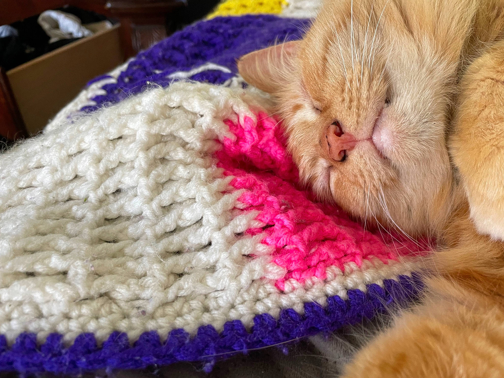 Iggy is registered to the contest to win money with this photo: cap, carnivore, cat, claw, comfort, craft, domestic_short_haired_cat, fashion_accessory, fawn, felidae, fur, linens, magenta, paw, small_to_medium_sized_cats, snout, thread, whiskers, wool, woolen