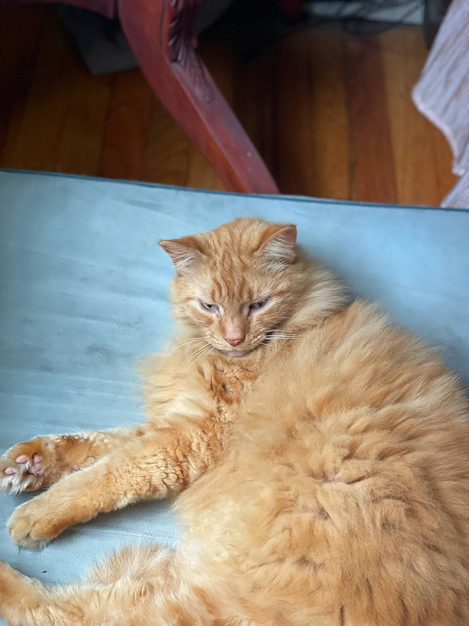 Iggy joined the competition — help win amazing prizes! british_longhair, carnivore, cat, claw, comfort, domestic_short_haired_cat, eye, fawn, felidae, fur, hardwood, paw, sitting, small_to_medium_sized_cats, snout, tail, terrestrial_animal, whiskers, wood