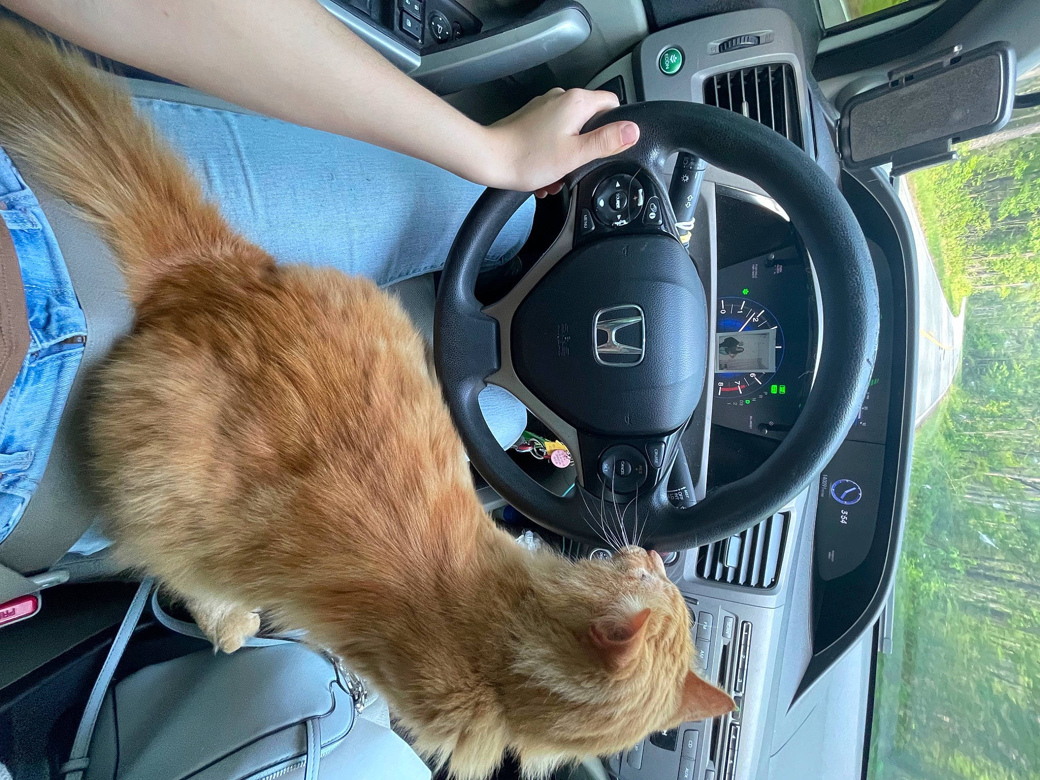 Iggy is registered to the contest to win money with this photo: auto_part, automotive_design, automotive_exterior, automotive_mirror, car, car_seat, car_seat_cover, carnivore, gauge, gear_shift, motor_vehicle, personal_luxury_car, plant, speedometer, steering_part, steering_wheel, vehicle, vehicle_door, wheel, windshield