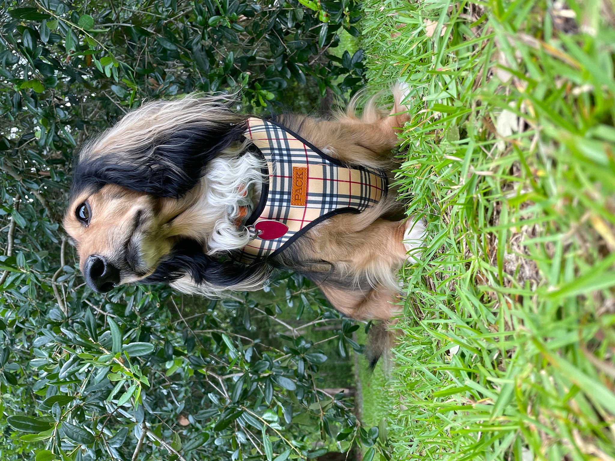 Rover joined the competition — help win amazing prizes! big_cats, canidae, carnivore, companion_dog, dog, dog_breed, dog_supply, fawn, felidae, fur, grass, groundcover, jungle, plant, sporting_group, tail, terrestrial_animal, wildlife, working_dog