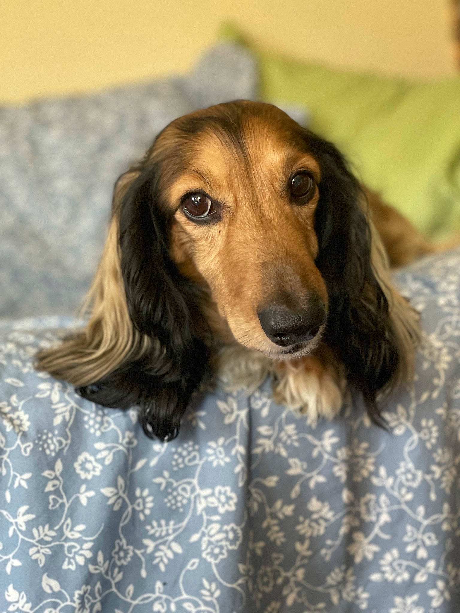 Rover joined the competition — help win amazing prizes! canidae, carnivore, comfort, companion_dog, dog, dog_breed, ear, fawn, fur, hunting_dog, liver, pattern, snout, sporting_group, terrestrial_animal, whiskers, wood, working_animal