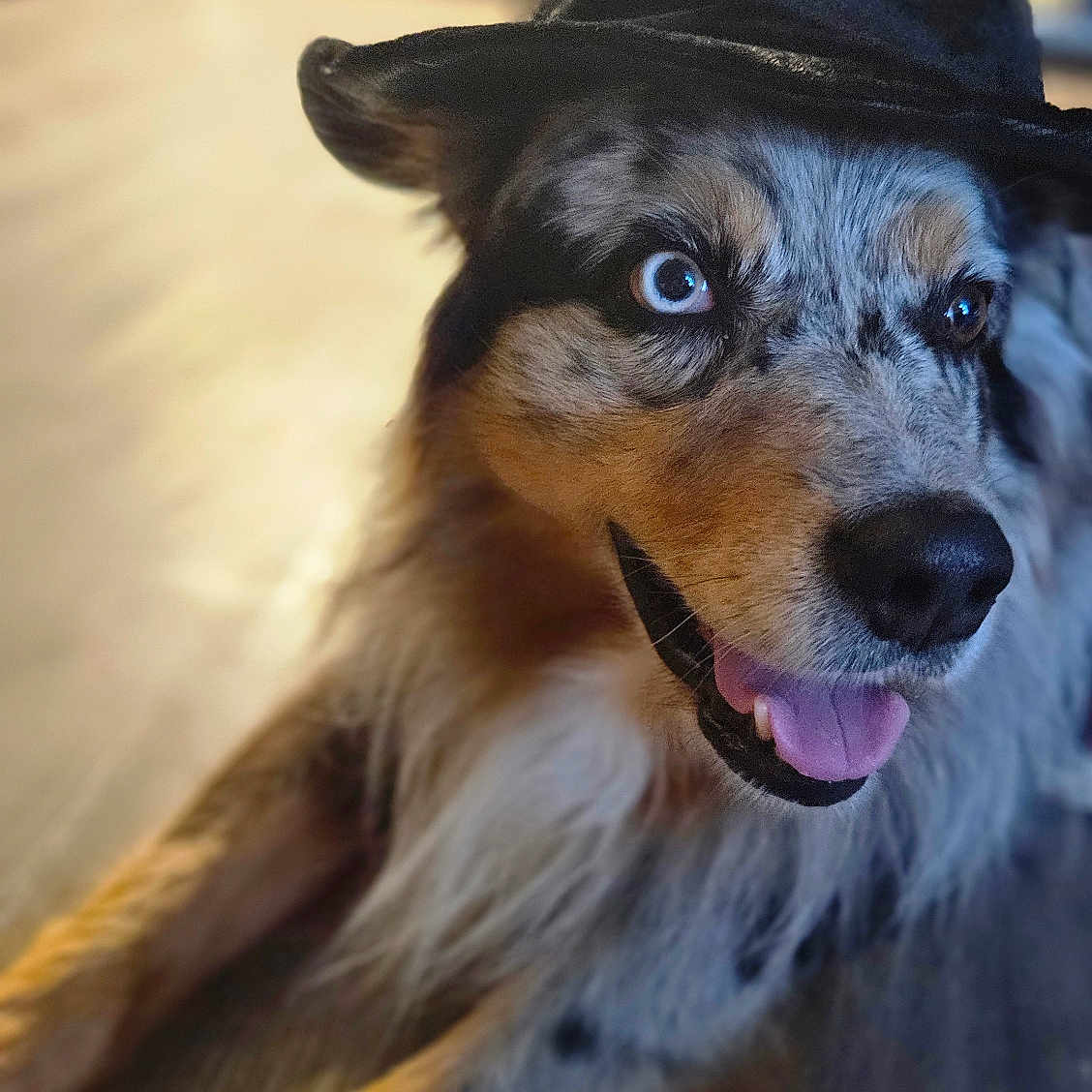 Oggy a rejoint le concours — aidez-le/la à gagner de superbes lots ! accessories, animal, baseballcap, bird, canine, cap, clothing, costume, dog, face, hat, head, hound, penguin, person, pet, photography, portrait, puppy, strap