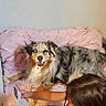 Oggy a rejoint le concours — aidez-le/la à gagner de superbes lots ! dog, australian_shepherd, bed, pink_bedspread, child, indoor, wall, curtain, floor, electrical_outlet, pet, happy, animal, fur, resting, looking_at_camera, cozy, home, portrait, playing