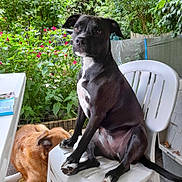 Tamy participe au concours pour gagner de l'argent avec cette photo : dog, black_dog, brown_dog, plastic_chair, garden, greenery, flowers, outdoor, pet, animal, sitting, resting, nature, leafy_plants, daylight, canine, companions, relaxed, white_chair, porch