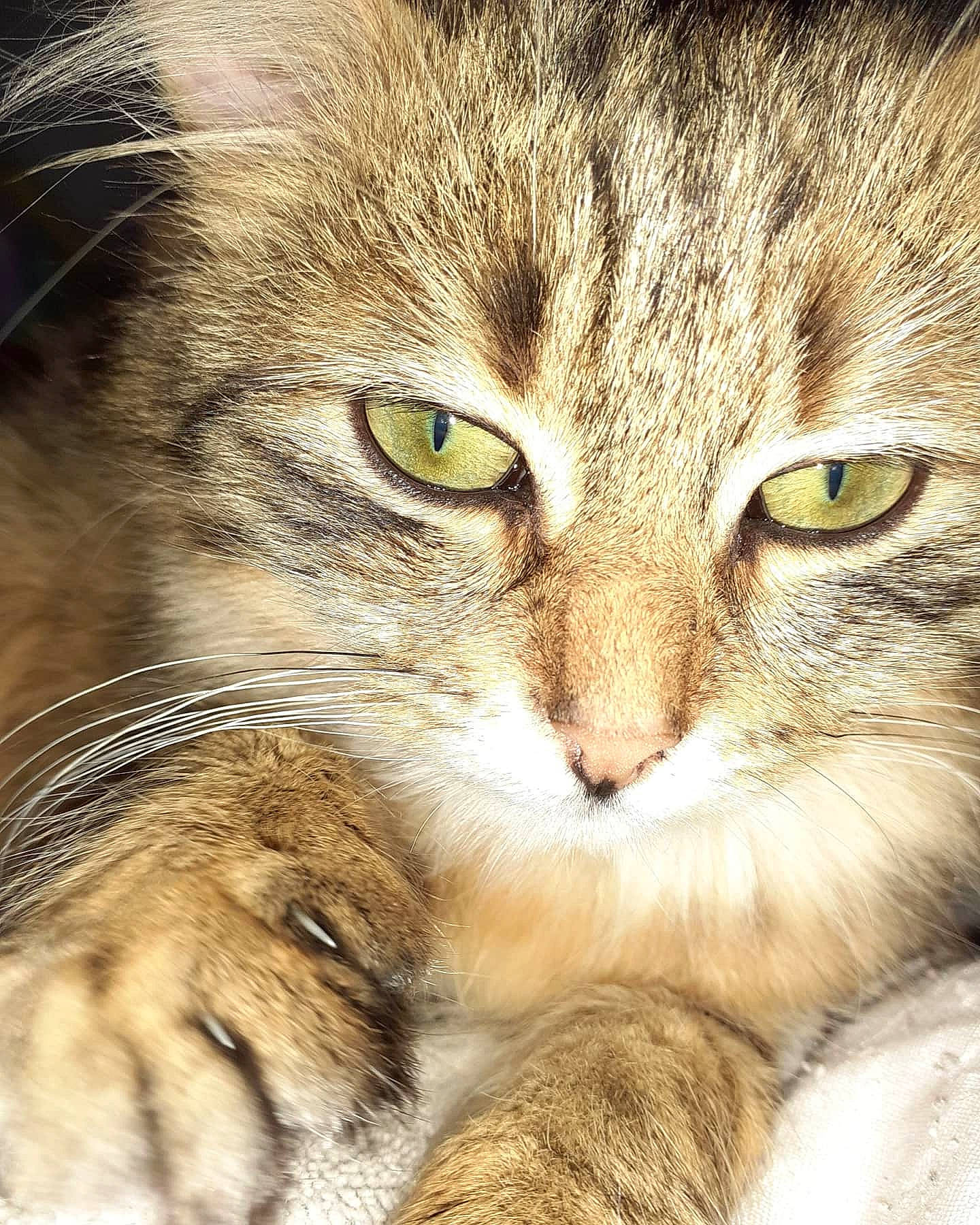 Milka participe au concours pour gagner de l'argent avec cette photo : american_curl, carnivore, cat, close_up, domestic_short_haired_cat, dragon_li, european_shorthair, eye, felidae, fur, mammal, norwegian_forest_cat, nose, pixie_bob, siberian, skin, small_to_medium_sized_cats, snout, tabby_cat, whiskers