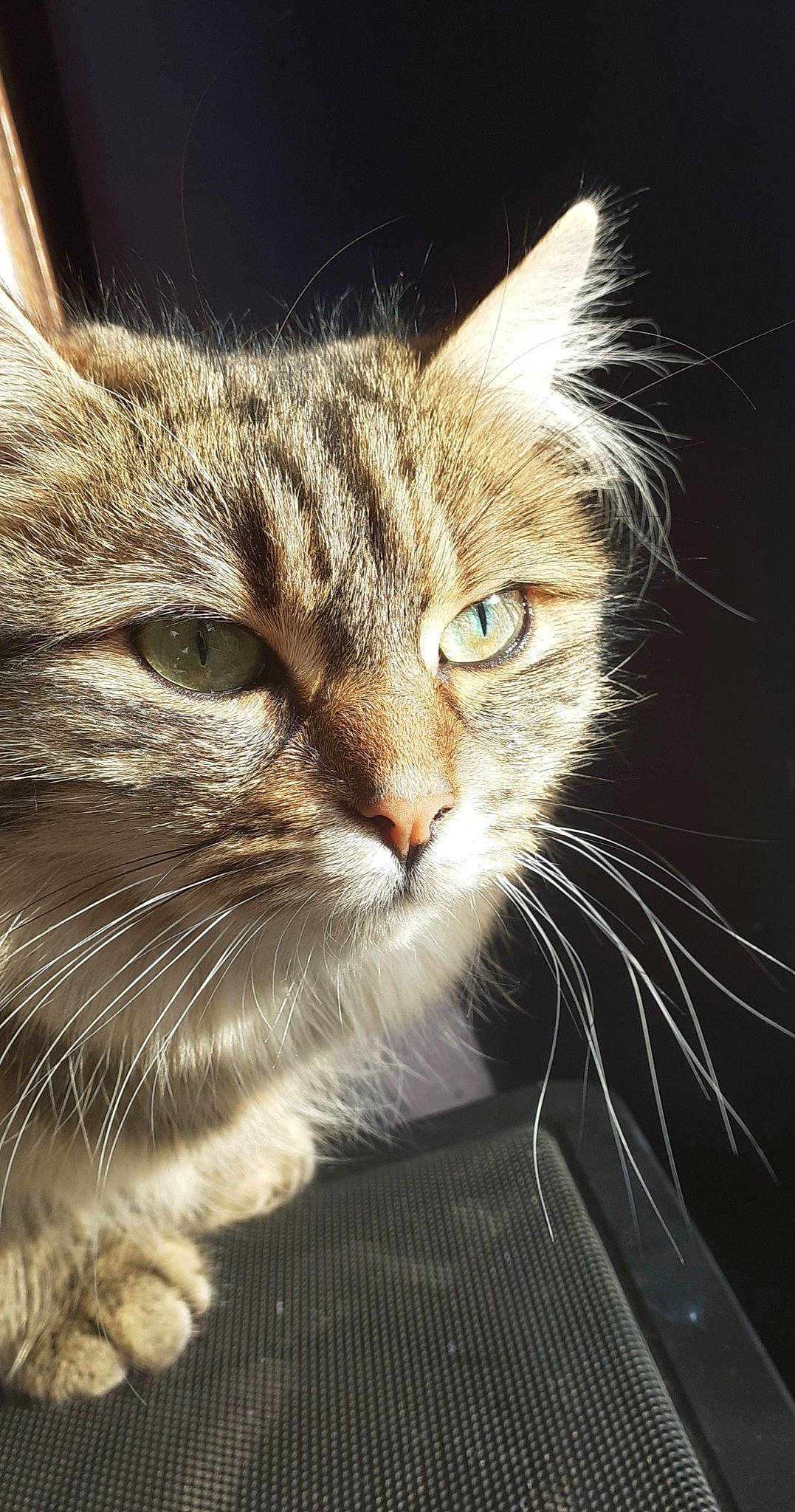 Milka participe au concours pour gagner de l'argent avec cette photo : carnivore, cat, claw, curious, domestic_short_haired_cat, felidae, fur, paw, small_to_medium_sized_cats, snout, whiskers, window