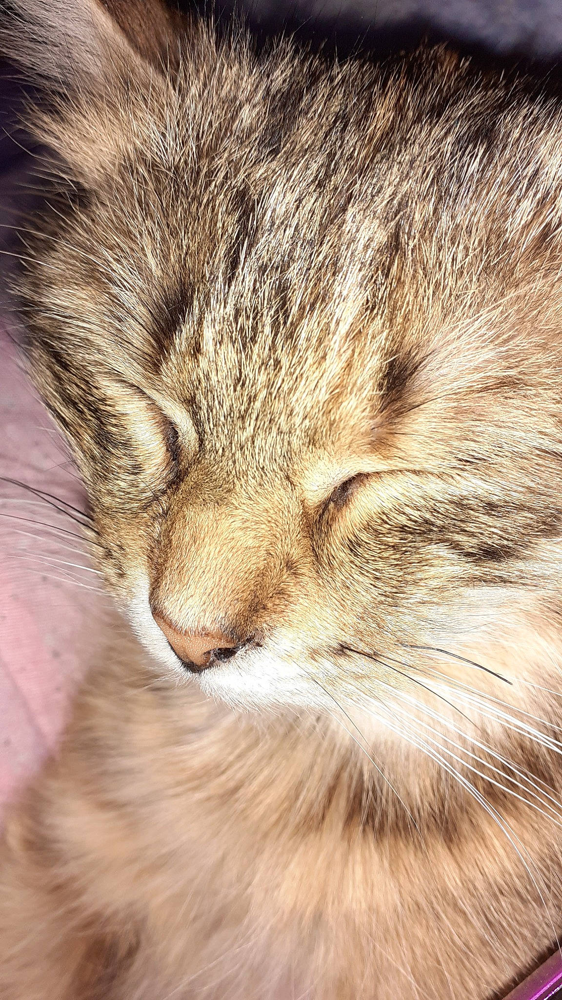 Milka participe au concours pour gagner de l'argent avec cette photo : carnivore, cat, close_up, domestic_long_haired_cat, european_shorthair, eye, felidae, fur, kitten, norwegian_forest_cat, nose, siberian, skin, small_to_medium_sized_cats, snout, tabby_cat, whiskers, wildlife