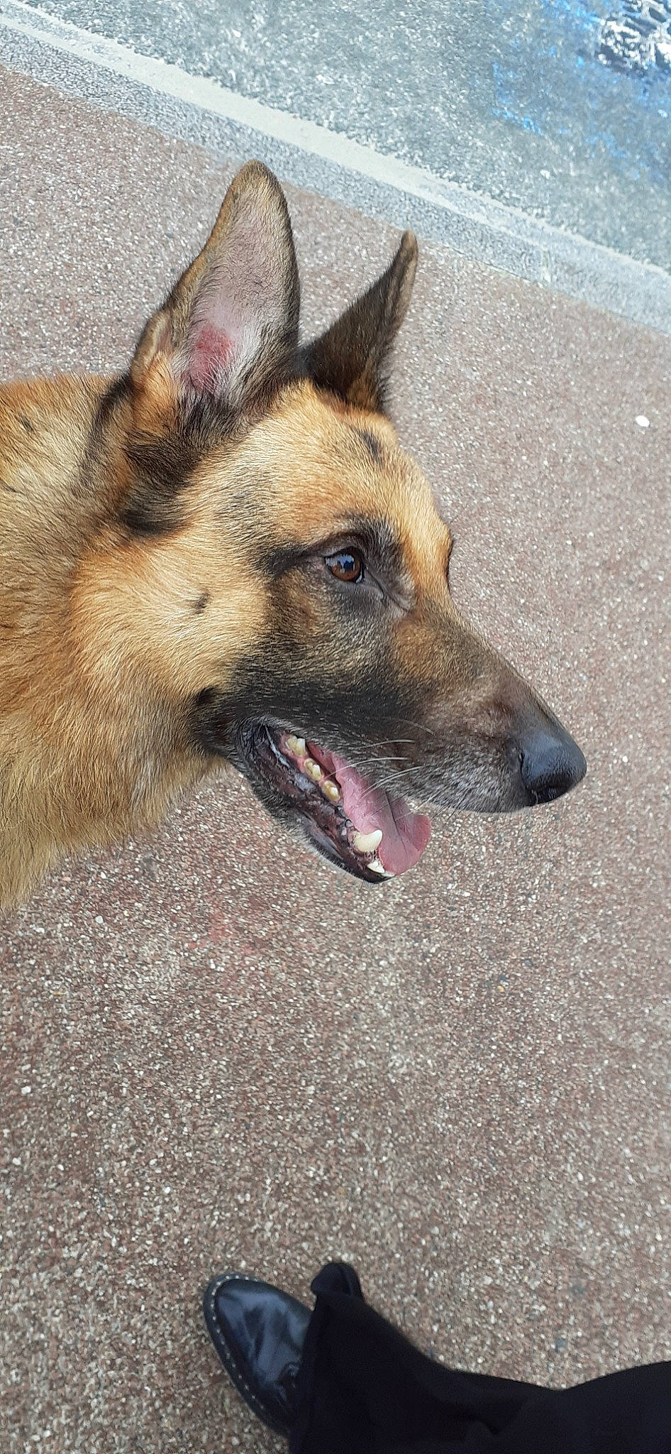 Rasco a rejoint le concours — aidez-le/la à gagner de superbes lots ! belgian_shepherd, belgian_shepherd_malinois, canidae, carnivore, dog, dog_breed, ear, east_european_shepherd, fawn, german_shepherd_dog, king_shepherd, kunming_wolfdog, mammal, old_german_shepherd_dog, rare_breed_dog, shiloh_shepherd_dog, snout, tervuren, vertebrate, working_dog