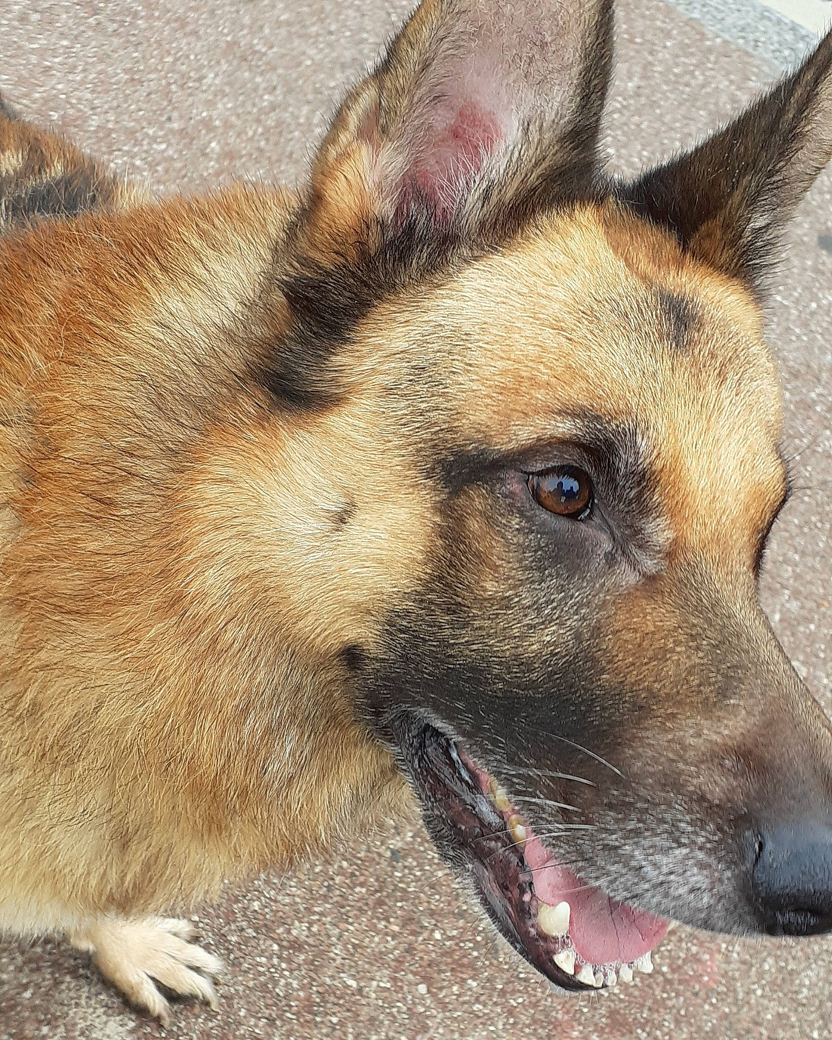 Rasco participe au concours pour gagner de l'argent avec cette photo : belgian_shepherd, belgian_shepherd_malinois, canidae, canis, carnivore, dog, dog_breed, ear, fawn, german_shepherd_dog, king_shepherd, kunming_wolfdog, mammal, old_german_shepherd_dog, shiloh_shepherd_dog, snout, street_dog, tervuren, vertebrate, working_dog