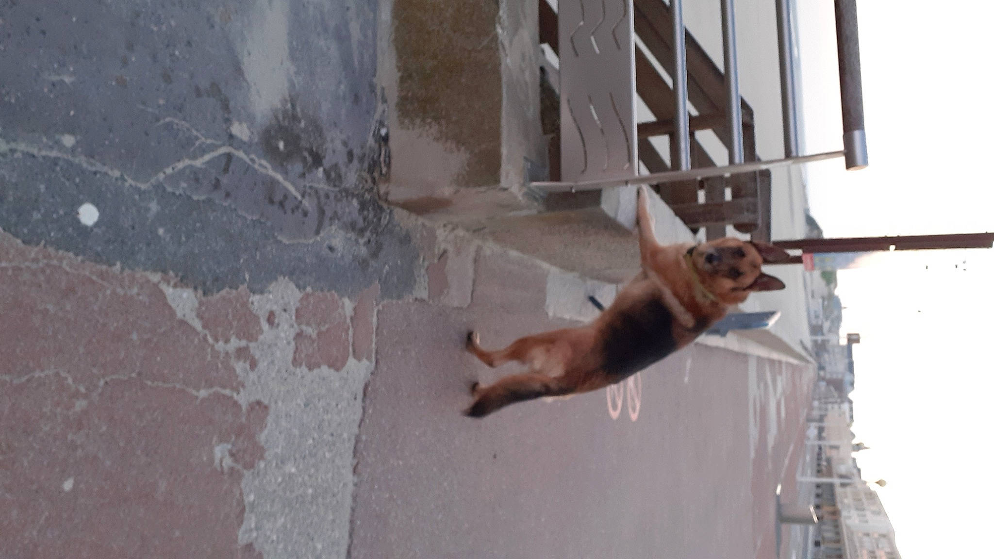 Rasco a rejoint le concours — aidez-le/la à gagner de superbes lots ! canidae, carnivore, fawn, german_shepherd_dog, snout