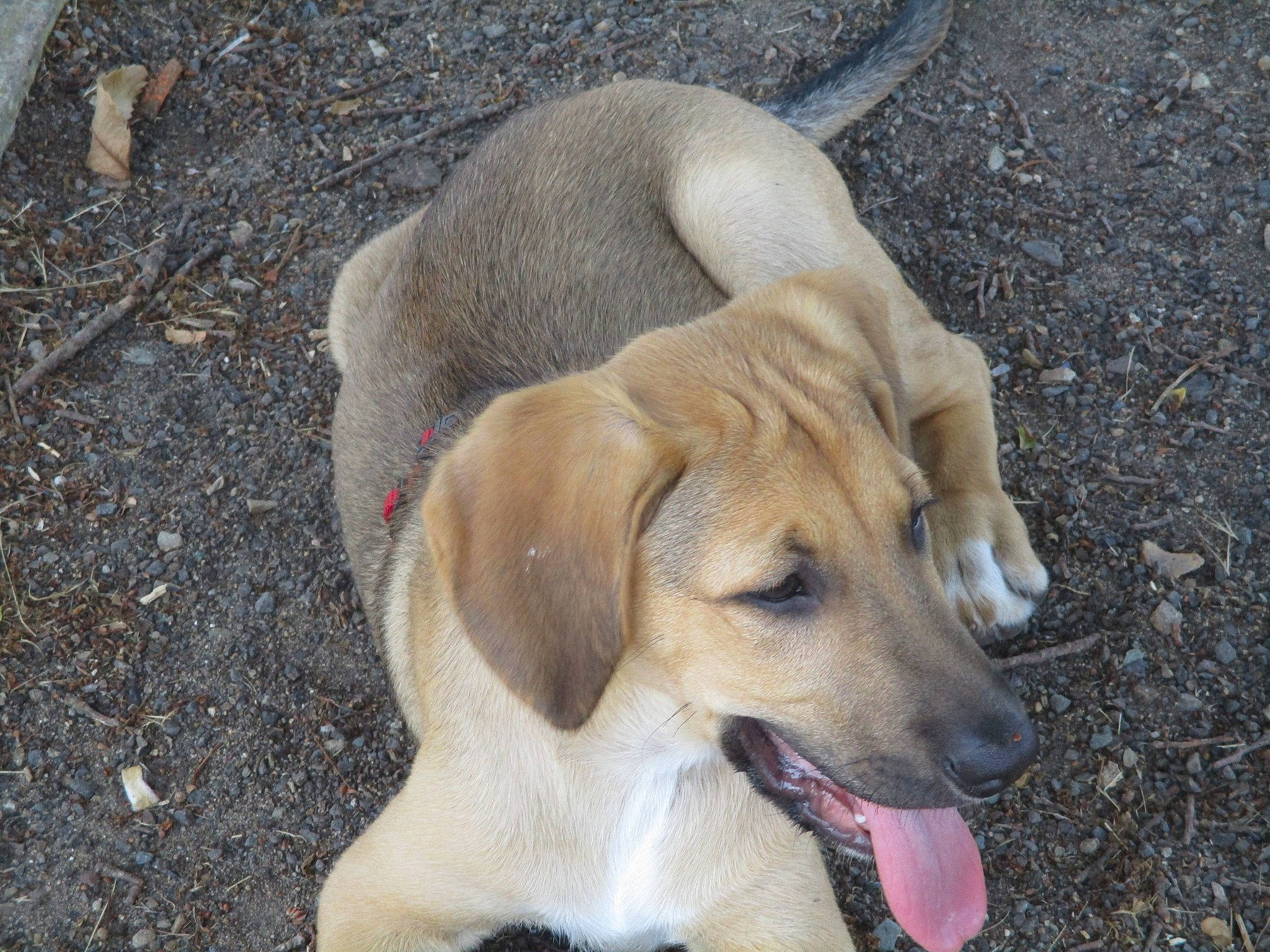 Nougat a rejoint le concours — aidez-le/la à gagner de superbes lots ! beagador, black_mouth_cur, canidae, carnivore, dog, dog_breed, fawn, mammal, mountain_cur, rare_breed_dog, sporting_group, vertebrate