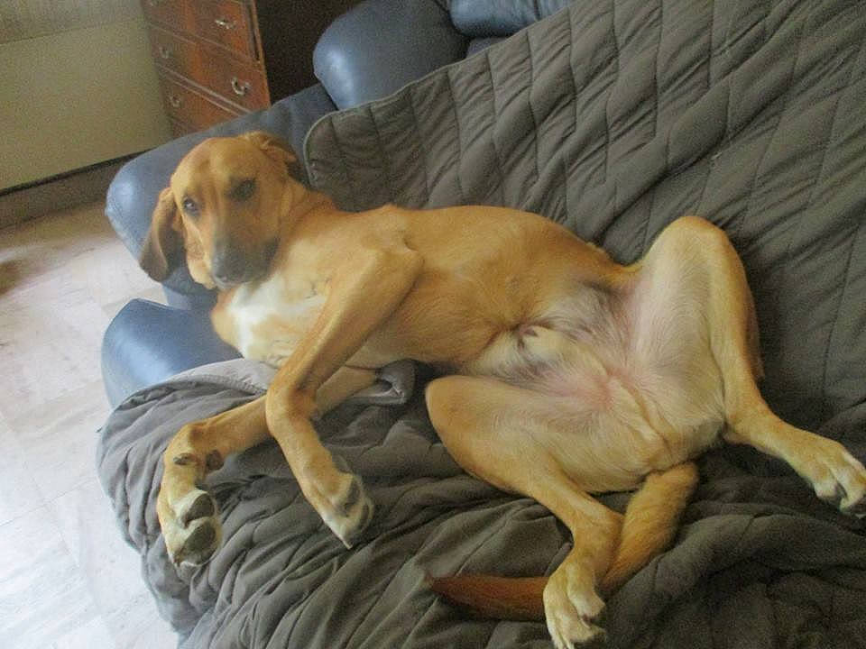 Nougat participe au concours pour gagner de l'argent avec cette photo : black_mouth_cur, bloodhound, boerboel, broholmer, canidae, carnivore, companion_dog, dog, dog_breed, fawn, fila_brasileiro, great_dane, mammal, portuguese_pointer, rare_breed_dog, rhodesian_ridgeback, sporting_group, vertebrate