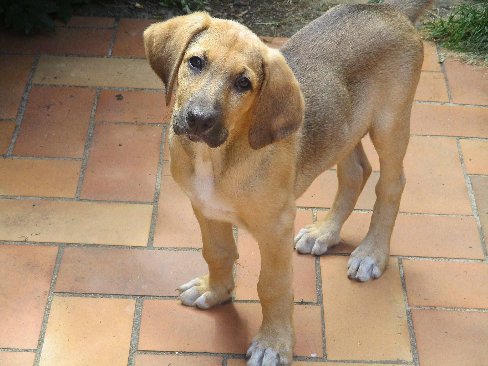 Nougat participe au concours pour gagner de l'argent avec cette photo : beagador, black_mouth_cur, broholmer, canidae, carnivore, companion_dog, dog, dog_breed, fawn, mammal, portuguese_pointer, rare_breed_dog, rhodesian_ridgeback, snout, sporting_group, street_dog, tail, vertebrate