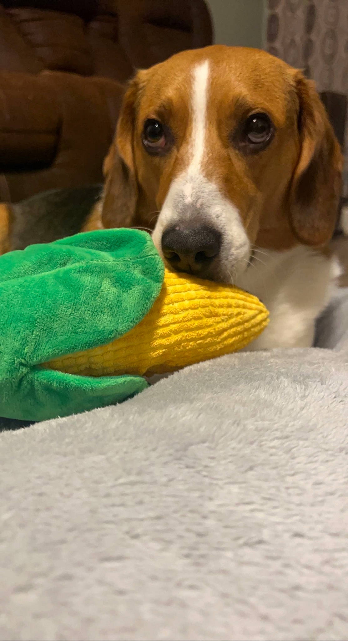 Cornelius joined the competition — help win amazing prizes! beagle_harrier, canidae, carnivore, comfort, companion_dog, dog, dog_breed, dog_supply, dog_toy, fawn, hound, hunting_dog, linens, pet_supply, scent_hound, snout, sporting_group, terrestrial_animal, working_animal, working_dog