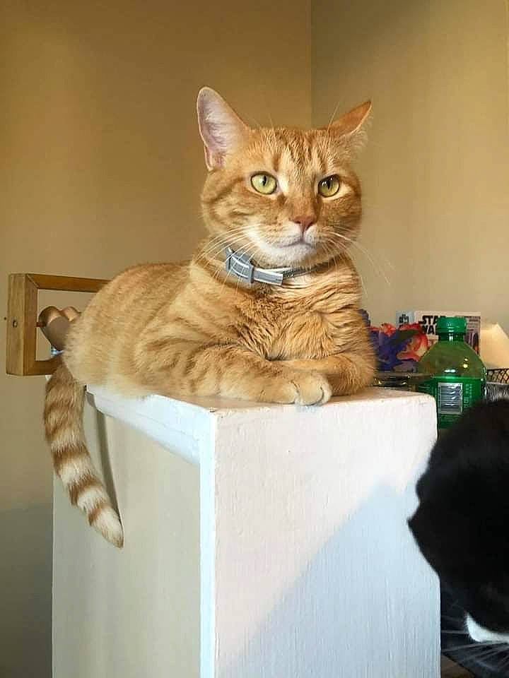 Tobias