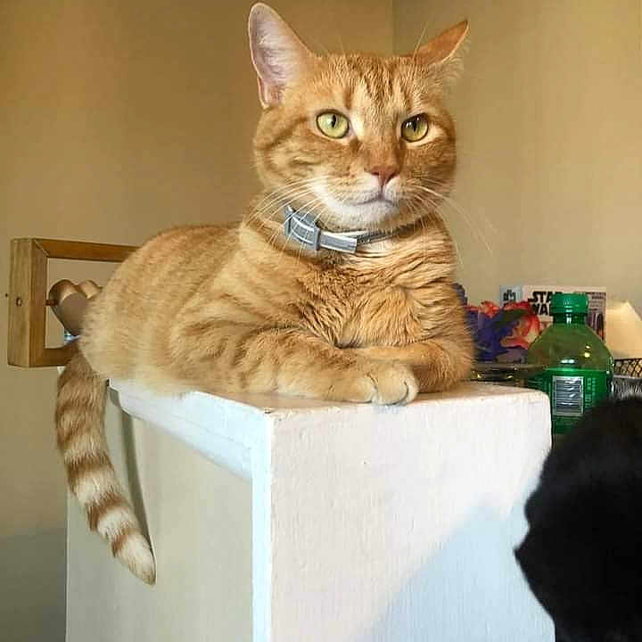Tobias