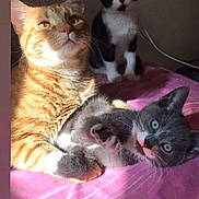 Toby Twinky Riley is registered to the contest to win money with this photo: cats, cat_family, orange_tabby, tuxedo_cat, gray_cat, white_cat, kittens, pets, animals, furry, cute, portrait, indoors, bedroom, bed, pink_bedspread, relaxed, sitting, lying_down, text_overlay