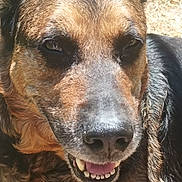 Kera participe au concours pour gagner de l'argent avec cette photo : animal, black, brown, canine, close_up, dog, ears, face, fur, happy, muzzle, nature, nose, outdoor, pet, portrait, smiling, sunlight, teeth, tongue