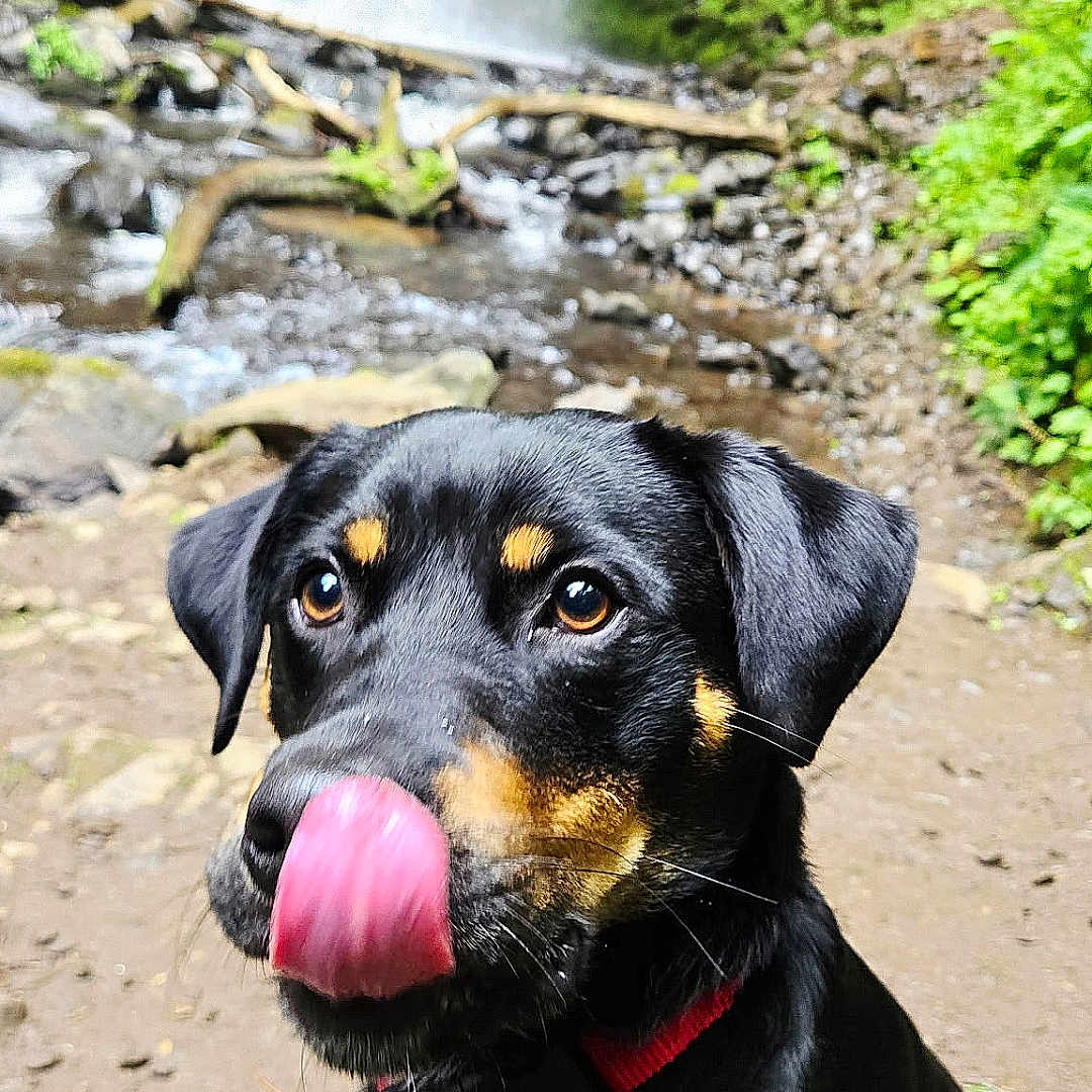 Boobie joined the competition — help win amazing prizes! animal, black_dog, canine, closeup, collar, dog, ears, eyes, fur, greenery, licking, mammal, nature, outdoor, pet, rocks, stream, tongue, tongue_out, waterfall