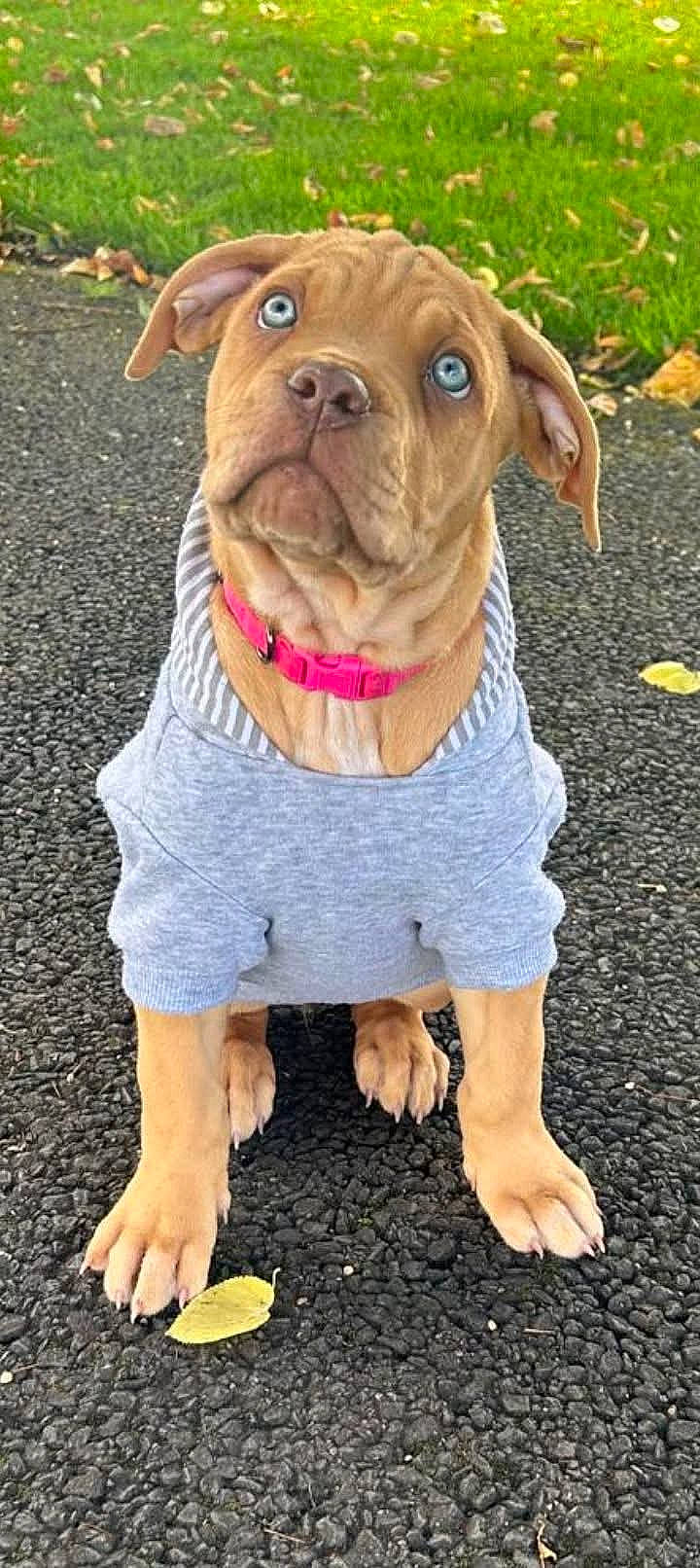 Nala joined the competition — help win amazing prizes! animal, boxer, bulldog, canine, clothing, dog, face, frenchbulldog, grass, head, hound, pants, person, pet, photography, pitbull, plant, portrait, puppy, snout