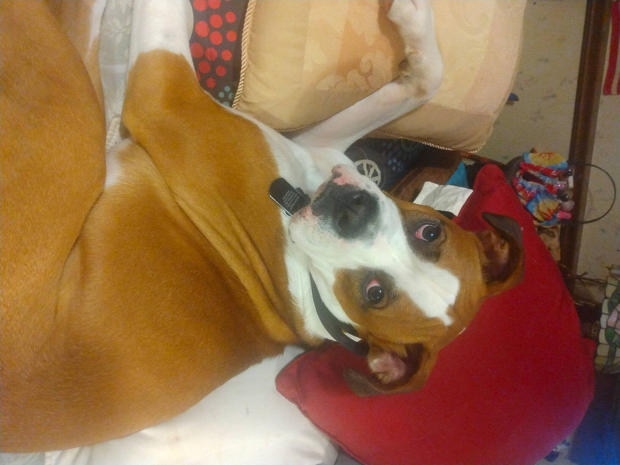 Moose joined the competition — help win amazing prizes! canidae, carnivore, collar, comfort, companion_dog, dog, dog_breed, dog_collar, dog_supply, ear, fawn, non_sporting_group, pet_supply, sporting_group, whiskers, working_animal