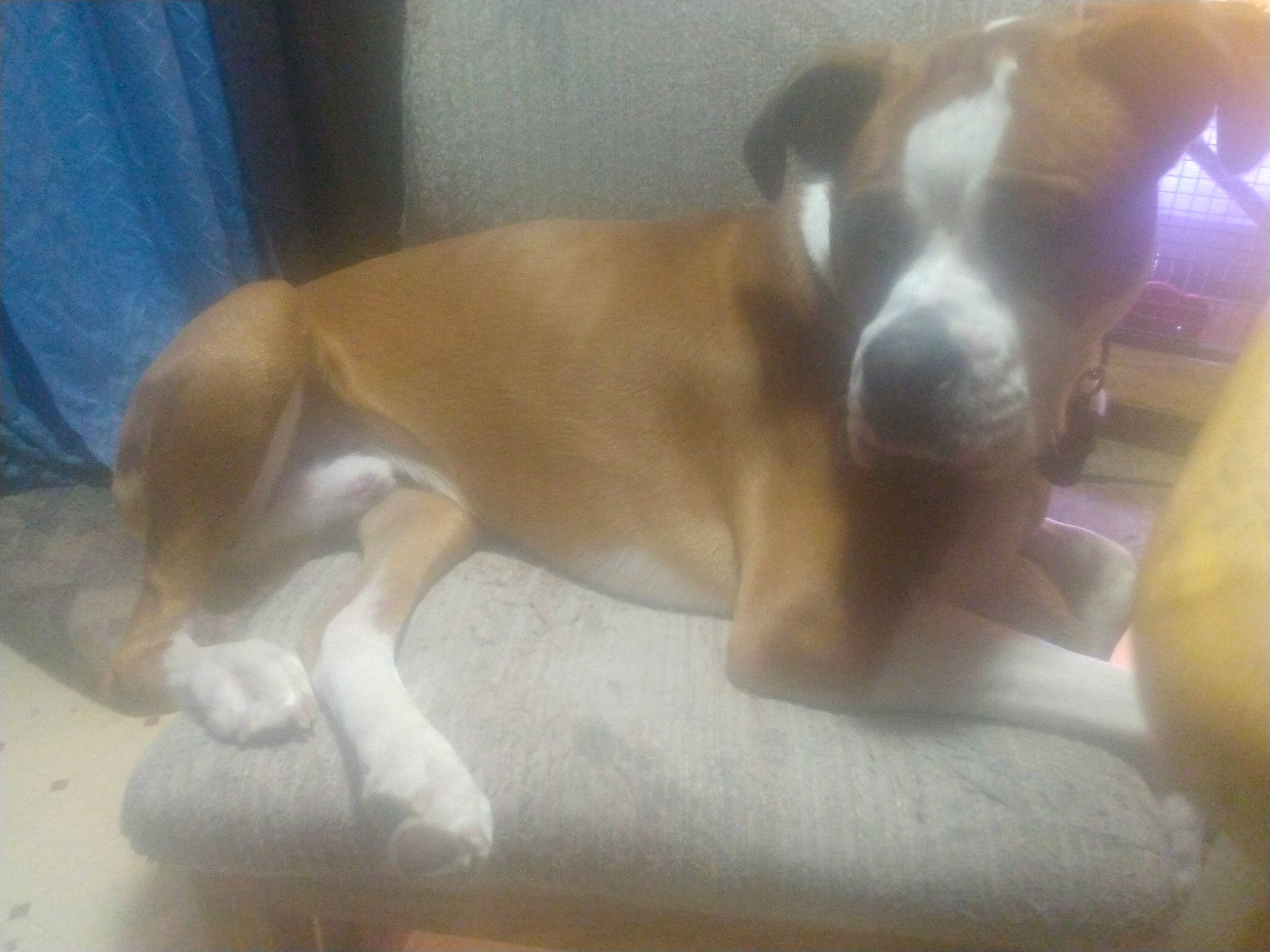 Moose is registered to the contest to win money with this photo: bored, boxer, canidae, carnivore, comfort, companion_dog, dog, dog_breed, ear, fawn, non_sporting_group, paw, snout, sporting_group, tail, whiskers, working_animal