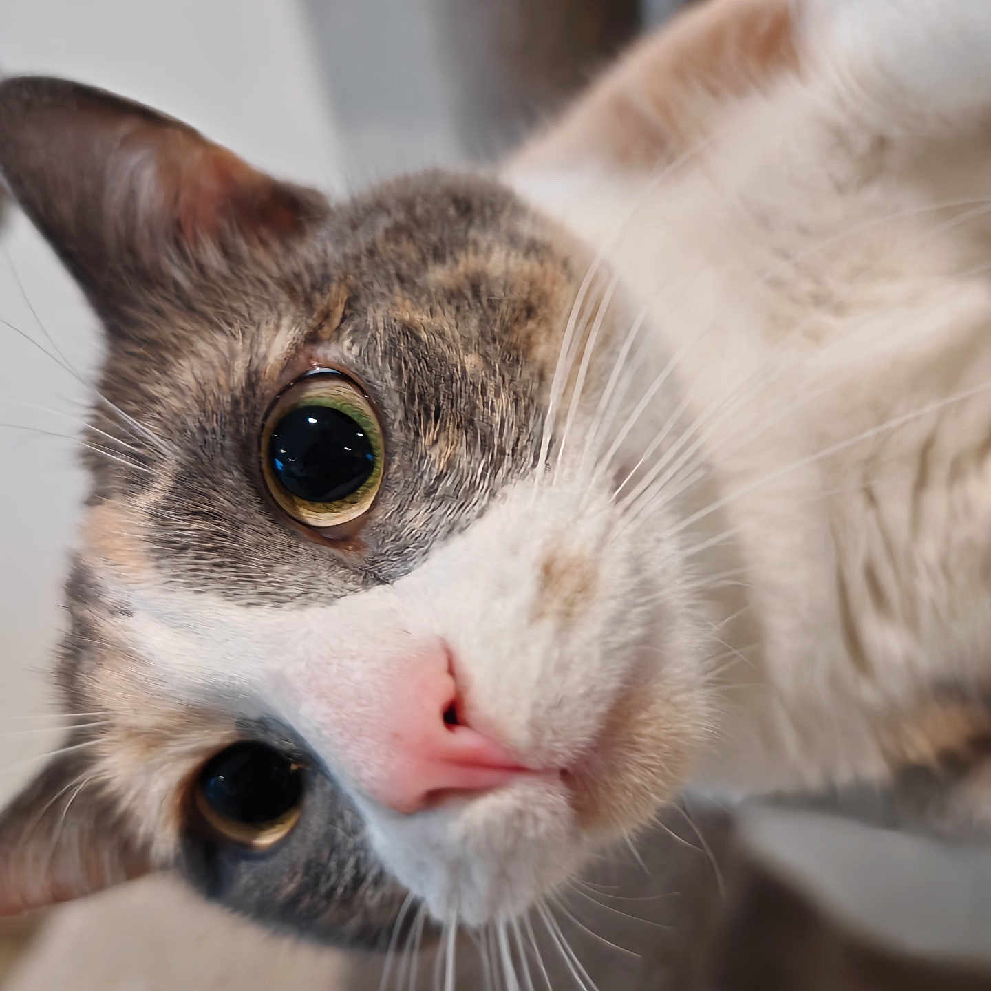 Tina participe au concours pour gagner de l'argent avec cette photo : alert, animal, cat, close_up, curious, cute, domestic_animal, ears, face, feline, fur, head, indoor, mammal, pet, pink_nose, portrait, soft_fur, whiskers, wide_eyes