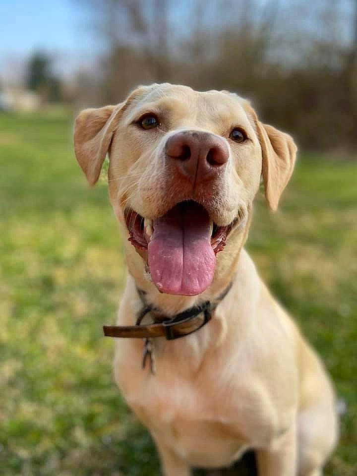 Georgia joined the competition — help win amazing prizes! canidae, carnivore, companion_dog, dog, dog_breed, fawn, grass, hunting_dog, labrador_retriever, mammal, nose, pointing_breed, retriever, snout, sporting_group, tongue, vertebrate