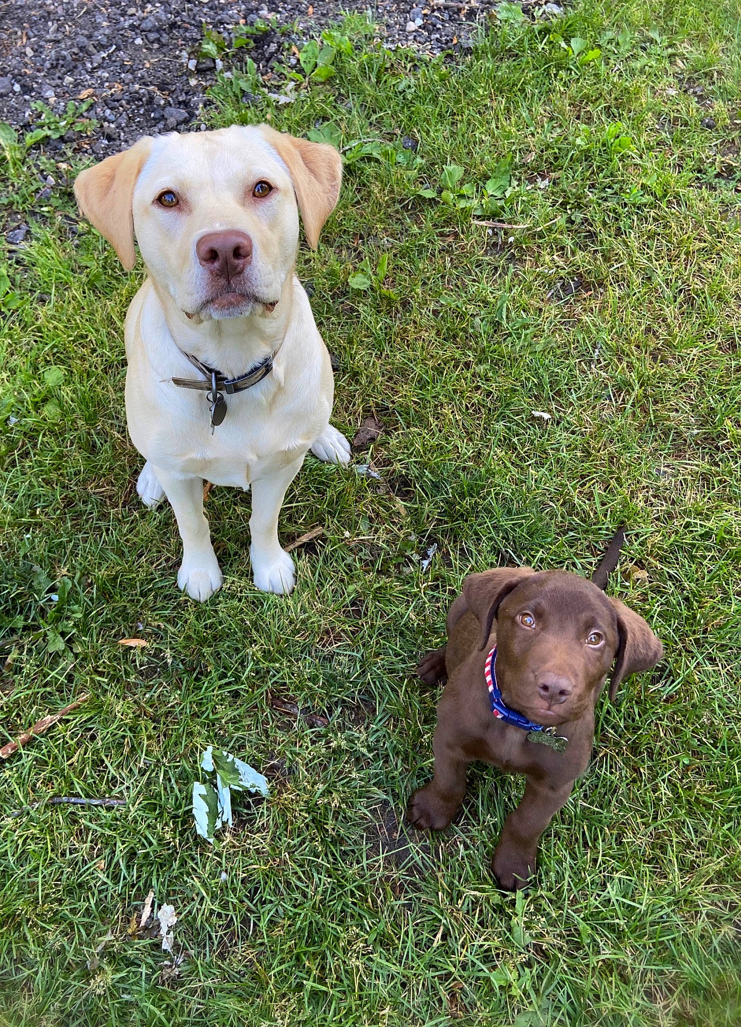 River Duck is registered to the contest to win money with this photo: adventure, beagador, canidae, carnivore, chesapeake_bay_retriever, dog, dog_breed, fawn, grass, hunting_dog, labrador_retriever, liver, mammal, plant, pointing_breed, puppy, retriever, sporting_group, vertebrate, weimaraner