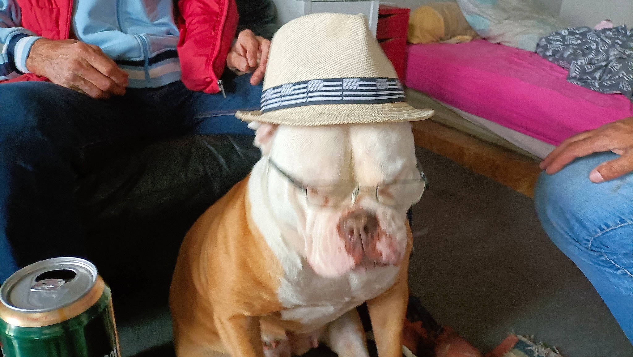 Machâ a rejoint le concours — aidez-le/la à gagner de superbes lots ! art, canidae, carnivore, comfort, companion_dog, dog, dog_breed, fang, fashion_accessory, fawn, fur, hat, headgear, jaw, sculpture, sporting_group, sun_hat, wood, working_animal, wrinkle