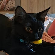 Aslan participe au concours pour gagner de l'argent avec cette photo : black_cat, cat, pet, animal, toy, bed, indoor, feline, collar, curious, whiskers, resting, mirror, reflection, fur, close_up, domestic, cute, playful, eyes