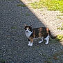 Maki a rejoint le concours — aidez-le/la à gagner de superbes lots ! cat, calico_cat, animal, pet, outdoor, gravel, grass, sunlight, shadow, nature, fur, standing, alert, mammal, whiskers, tail, green_eyes, daytime, ground, walking_path
