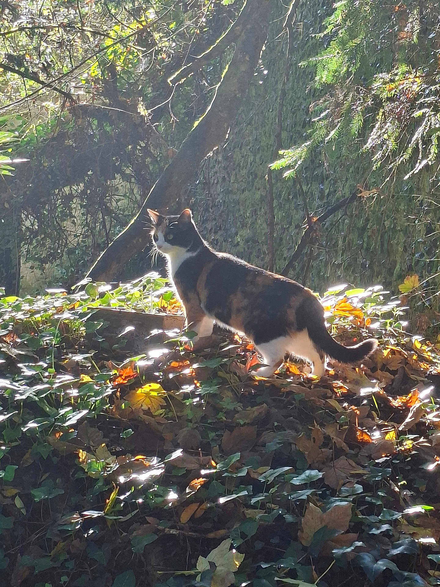 Maki participe au concours pour gagner de l'argent avec cette photo : cat, calico_cat, animal, outdoor, forest, leaves, foliage, tree, moss, sunlight, nature, wildlife, plant, greenery, autumn, vine, wall, daylight, walking, alert