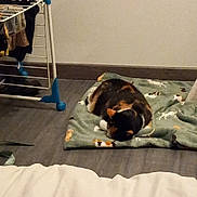 Maki participe au concours pour gagner de l'argent avec cette photo : cat, calico_cat, blanket, indoor, floor, drying_rack, clothes, sleeping, pet, home, cozy, nap, animal, resting, quiet, domestic, furniture, pattern, calm, flooring