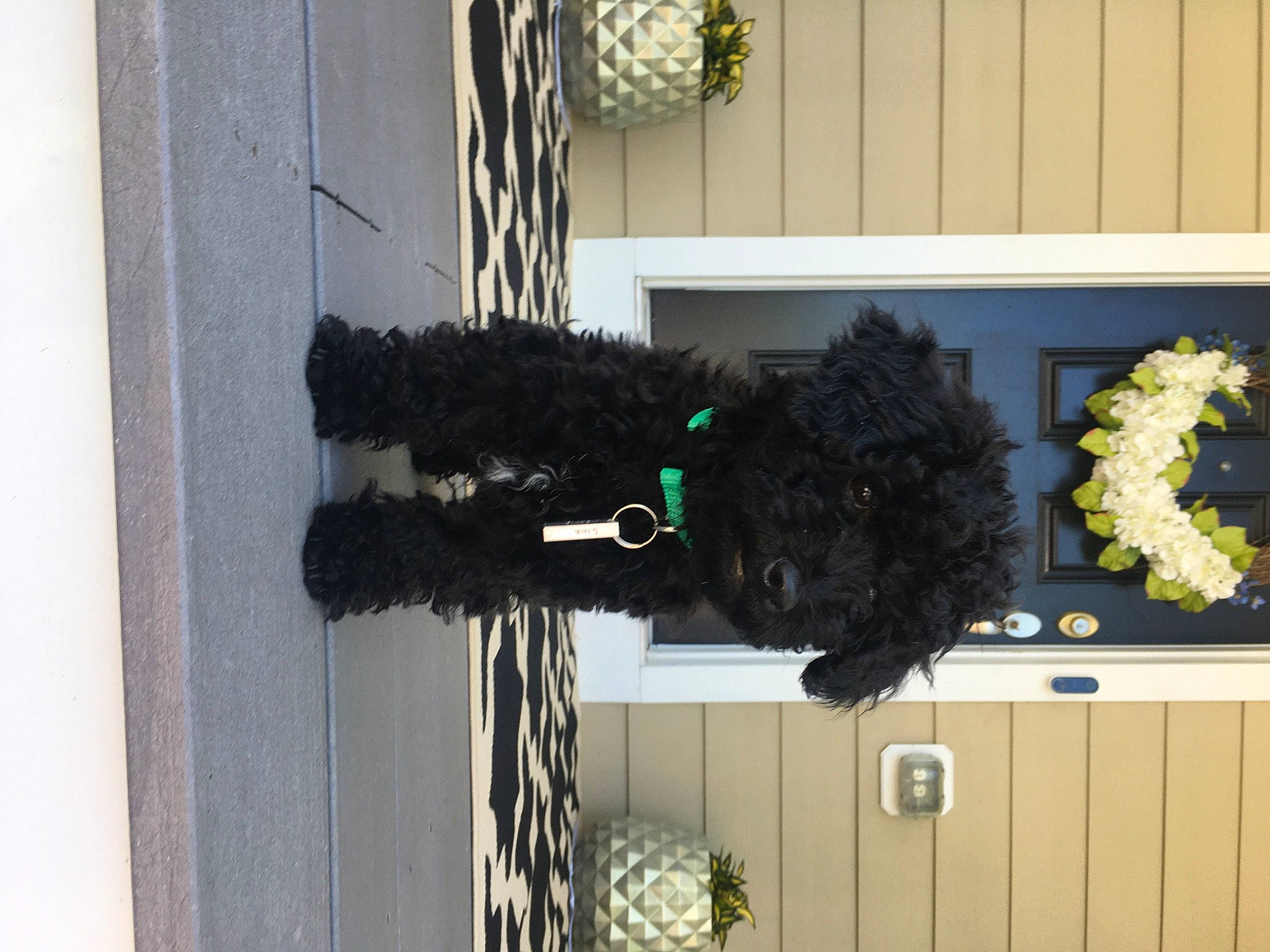 Link joined the competition — help win amazing prizes! black, canidae, fur, room