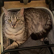 Tigrou participe au concours pour gagner de l'argent avec cette photo : cat, tabby_cat, stroller, indoor, pet, animal, feline, curious, yellow_eyes, sitting, striped_fur, domestic_cat, resting, floor, shoe, household, cozy, looking, whiskers, ears