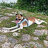 dog, outdoor, grass, rocks, water, greenery, harness, pet, animal, nature, tongue_out, relaxed, canine, summer, sunlight, happy, laying_down, scenic, park, daytime