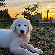 Belle a rejoint le concours — aidez-le/la à gagner de superbes lots ! puppy, dog, white_dog, fluffy, lying_down, outdoors, sunset, golden_hour, countryside, garden, grass, dirt, fence, rural, nature, portrait, pet, cute, animal, peaceful