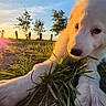 Belle participe au concours pour gagner de l'argent avec cette photo : dog, puppy, white_fur, fluffy, grass, outdoors, sunset, golden_hour, rural, field, nature, portrait, close_up, lying_down, front_paws, black_nose, brown_eyes, fence, trees, sunlight
