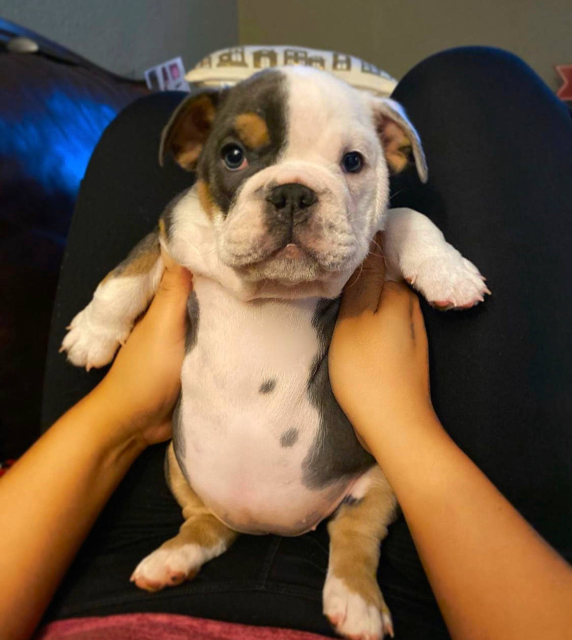 Krystal joined the competition — help win amazing prizes! bulldog, canidae, carnivore, comfort, companion_dog, couch, dog, dog_breed, fawn, french_bulldog, fur, happy, linens, molosser, puppy_love, snout, sporting_group, toy_dog, whiskers, working_animal