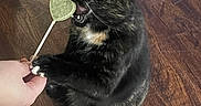 Barbie joined the competition — help win amazing prizes! animal, bite, black_cat, cat, curious, cute, domestic_cat, feline, food, hand, heart_shaped_treat, indoor, paw, pet, playful, standing, tortoiseshell, treat, wide_eyes, wooden_floor