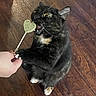 Barbie joined the competition — help win amazing prizes! cat, black_cat, tortoiseshell, heart_shaped_treat, wooden_floor, pet, animal, indoor, playful, bite, paw, hand, cute, wide_eyes, domestic_cat, feline, food, treat, standing, curious