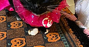 Barbie is registered to the contest to win money with this photo: cat, black_cat, pink_collar, table, halloween, jack_o_lantern, pumpkin_pattern, indoor, pet, animal, curious, feline, costume, decor, fabric, orange, black, chair, whiskers, eyes