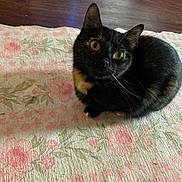 Barbie joined the competition — help win amazing prizes! cat, tortoiseshell_cat, animal, pet, indoor, floor, rug, floral_pattern, curious, yellow_eyes, whiskers, fur, domestic_animal, cute, cozy, relaxed, looking_up, home, wooden_floor, small