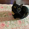 cat, tortoiseshell_cat, animal, pet, indoor, floor, rug, floral_pattern, curious, yellow_eyes, whiskers, fur, domestic_animal, cute, cozy, relaxed, looking_up, home, wooden_floor, small